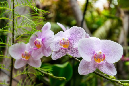 branche d 'orchidées