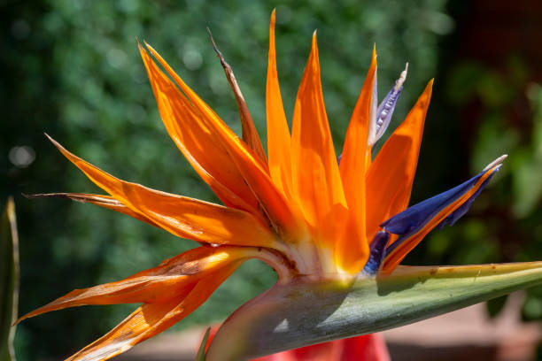 Oiseau du paradis fleur des Strelitzia est spectaculaire pour son apparence de tête d’oiseau