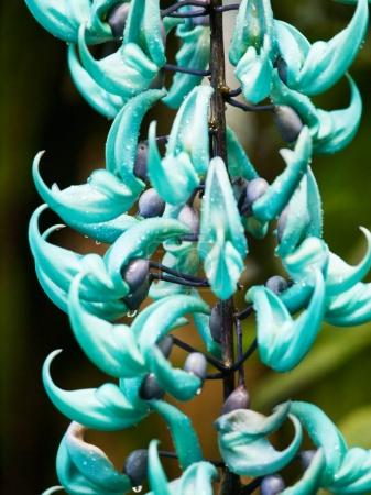 Liane de Jade, plante tropicale des plus attrayantes avec ses longues grappes pendantes de fleurs vert-turquoise, pour des fleurs en forme de griffes