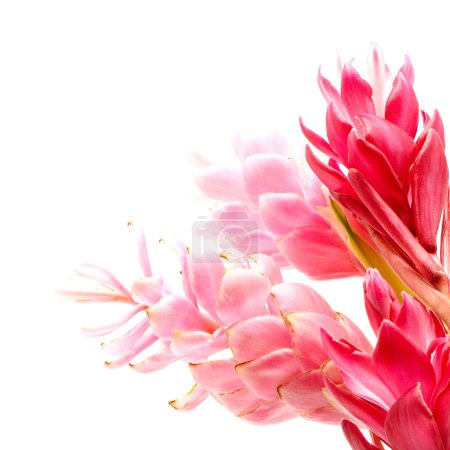 Localement, on utilise cette fleur pour en faire des bouquets de décoration florale. Les pétales du opuhi servent à confectionner des couronnes et des costumes végétaux lors de concours du Heiva ou de Miss Tahiti.