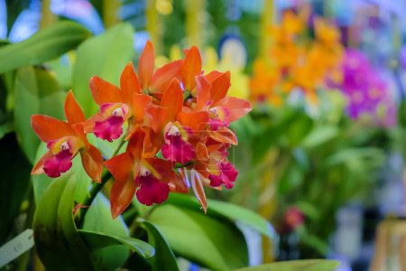 orchidées orangées