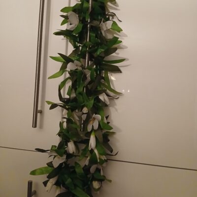 Grand lei végétal de Cérémonie avec multiples boutons blancs