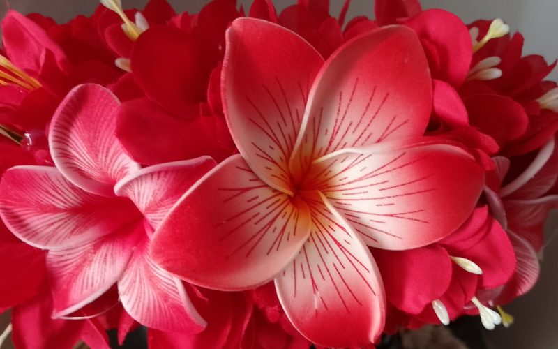 Couronne fleurs Tahiti rouge trois tipaniers rainurés Vaite.e.Tiare créations