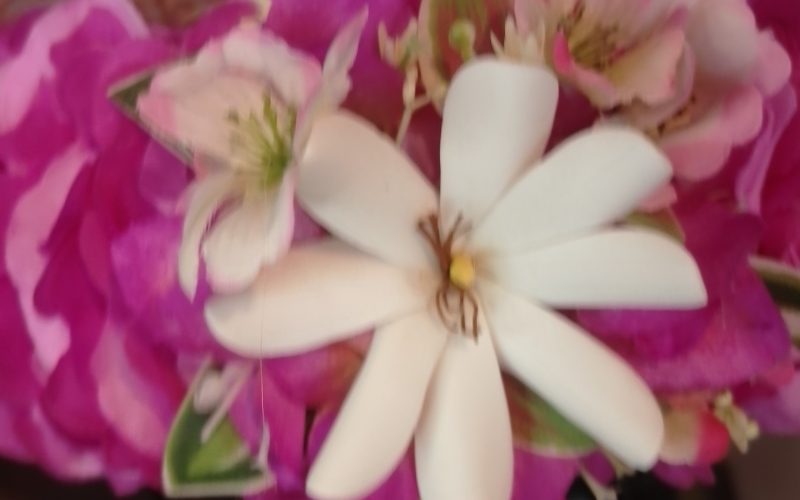Couronne tiare Tahiti blanche bords violets élégante tiare Vaite.e.Tiare créations