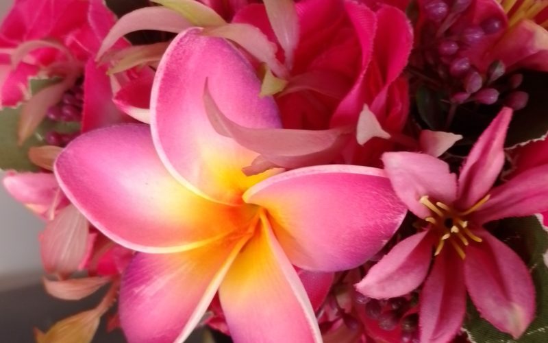 Couronne fleurs Tahiti blanche bords fuchsias tipanie blanc bords roses Vaite.e.Tiare créations