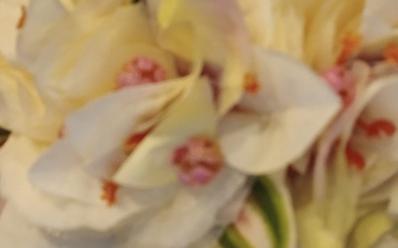 Fine couronne toutes fleurs Tahiti champagne bougainvilliers blancs et vanille aux bords vert anis et violets Vaite.e.Tiare créations