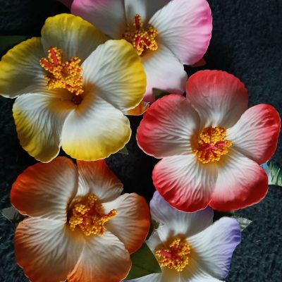 Po'ara hibiscus blanc bords de différentes couleurs avec feuillage en paréo by Vaite.e.Tiare créations